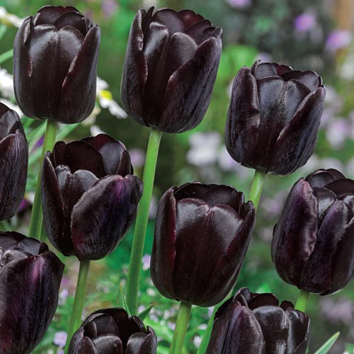 long and low flower arrangement- Black Tulip Flowers