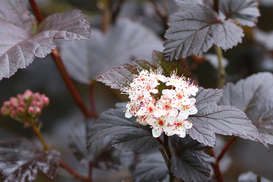 black flowers