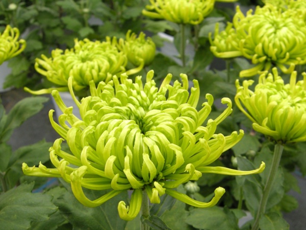 names of green flowers