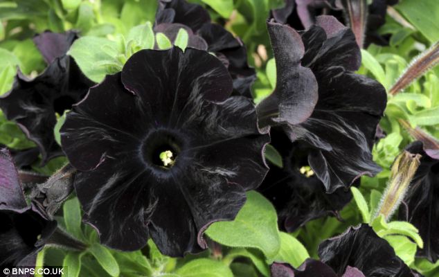 black flowers