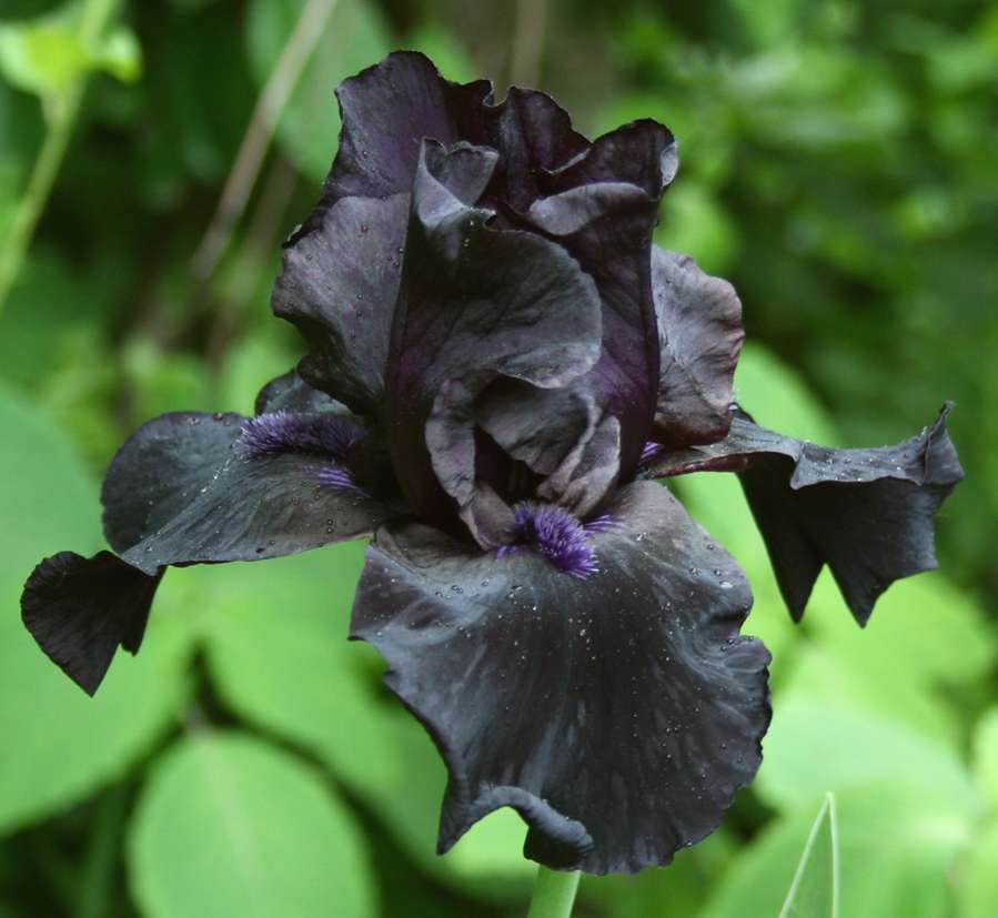 black flowers