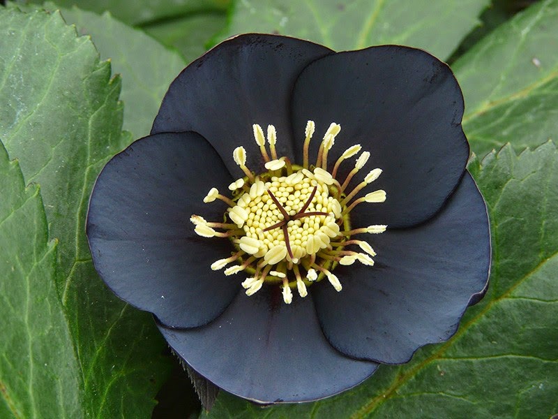 black flowers