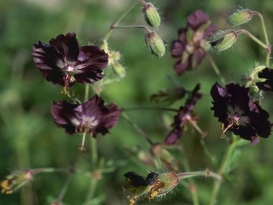 black flowers