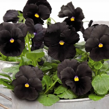 black flowers