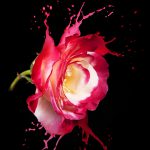 meaning-of-roses