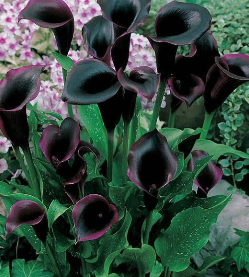 black flowers