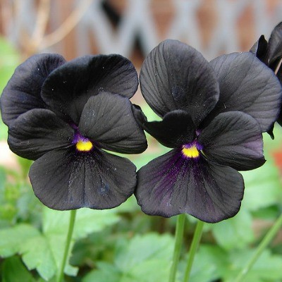 Black Flowers