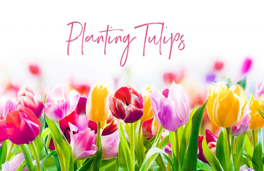 planting-tulips
