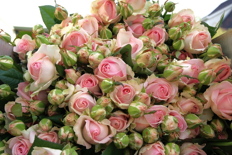 avalanche roses