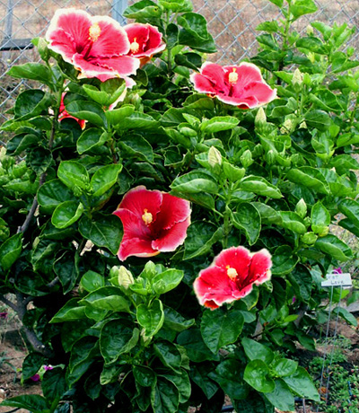 hibiscus plant