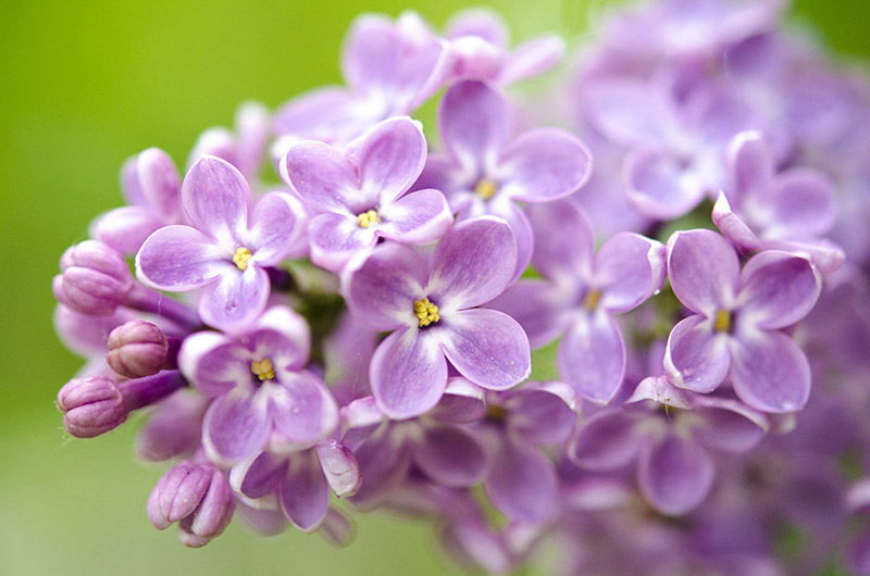 All You Need to Know about Lilac | Pollen Nation
