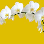 guide-to-orchids