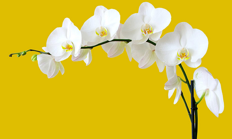 The Comprehensive Guide to Orchids