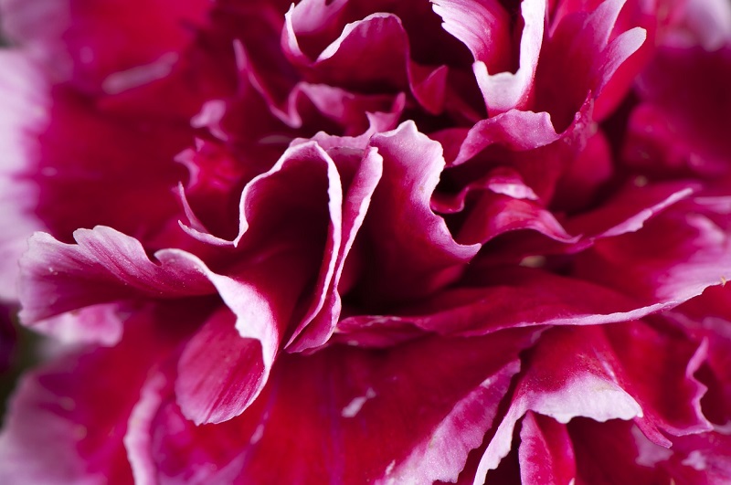 All about Carnation Flower