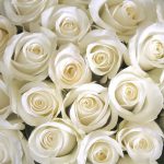 White Rose Bouquets