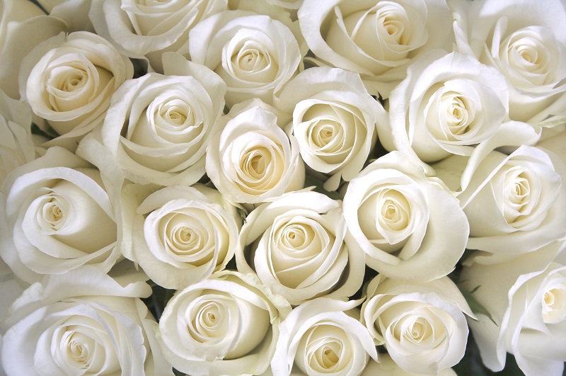 Stunning White Rose Bouquets - Pollen Nation