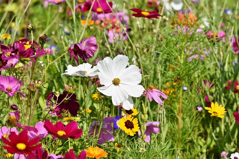 Wildflowers UK