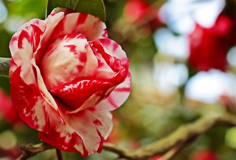 Camellias Mothers Day