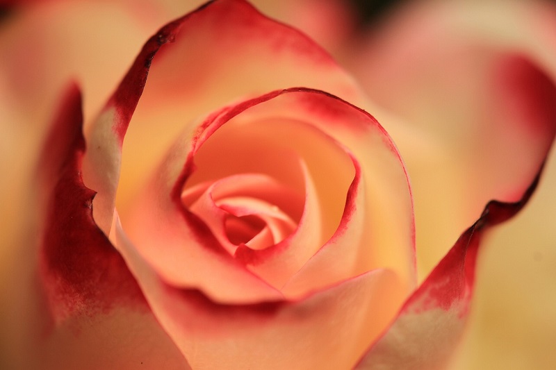 10 Exotic Rose Varieties You’ve Never Heard