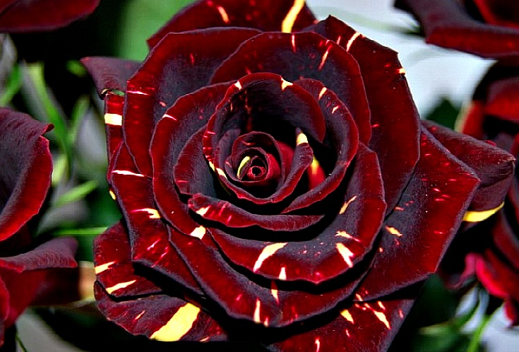 Hocus Pocus Rose