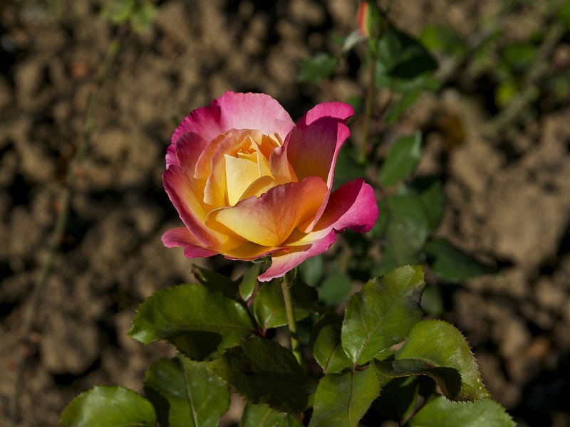 Hybrid Tea Rose