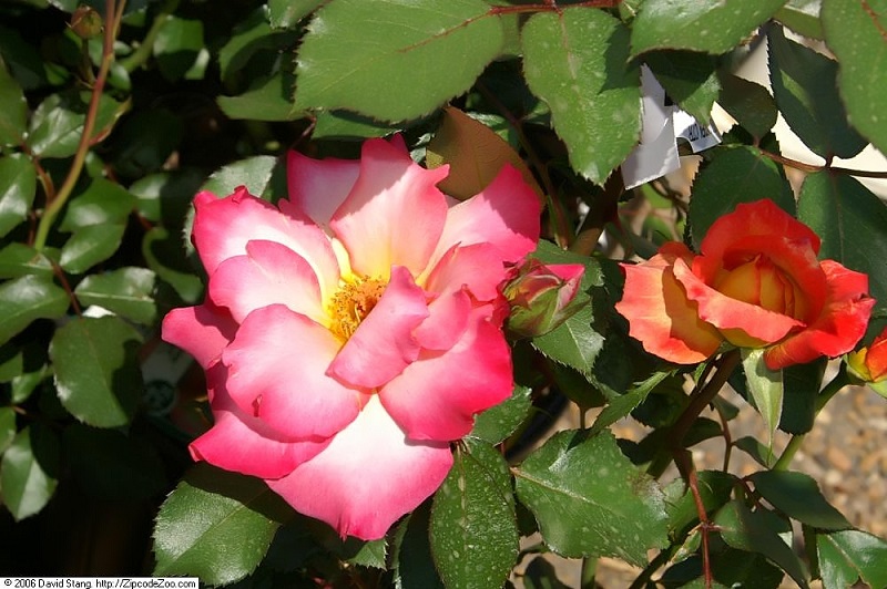 Rainbow Sorbet Rose