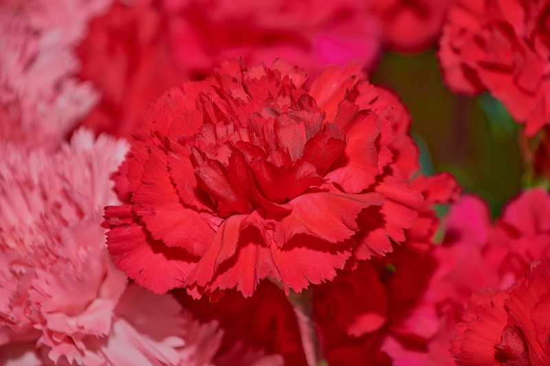 Red Carnations 50th Birthday