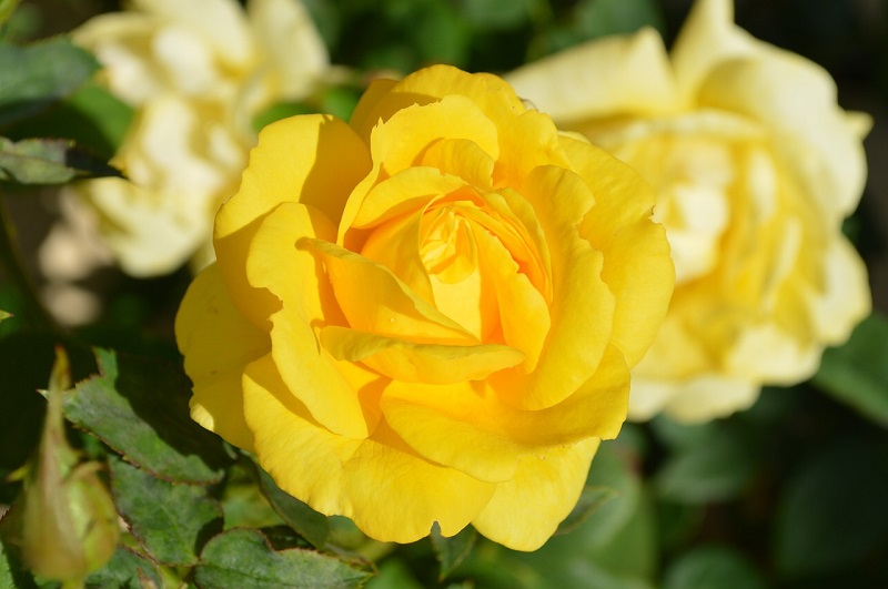 Yellow Roses 50th Birthday