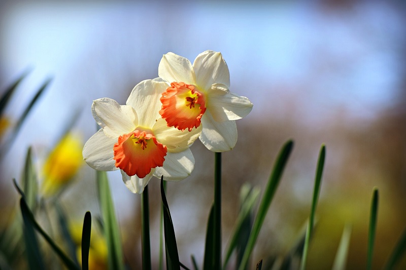 March Birth Flower Daffodil