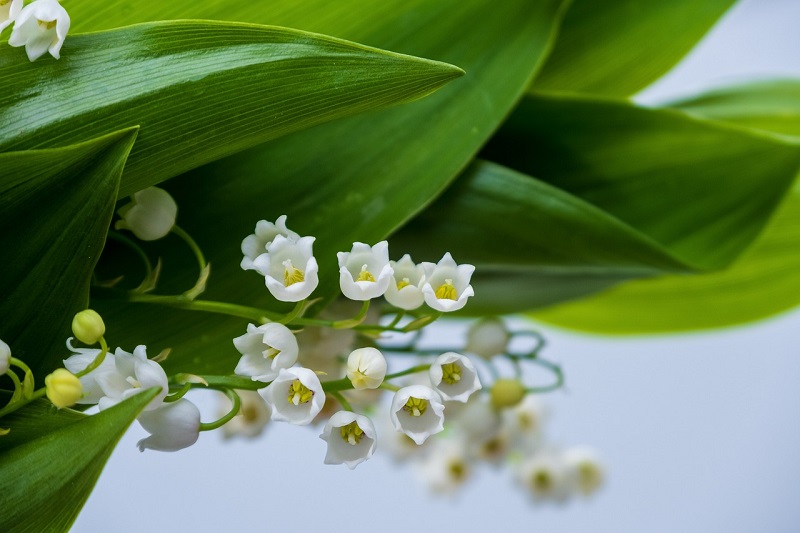 May Birth Flower Lily of the Valley