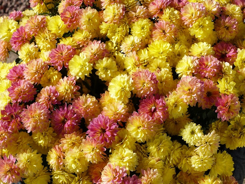 November Birth Flower Chrysantemum