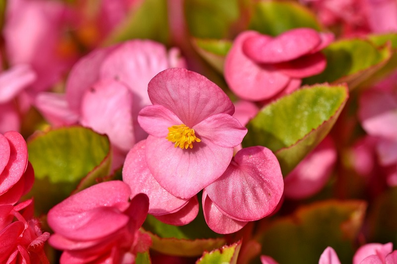 Begonias – Tips and Care - Pollen Nation
