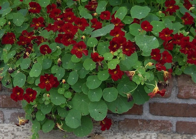 Black Velvet Nasturtium