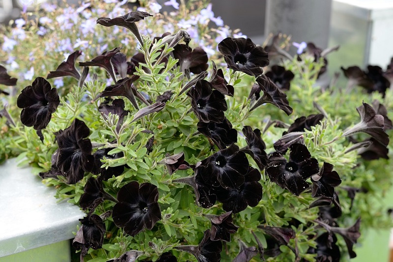 Black Ray Petunia