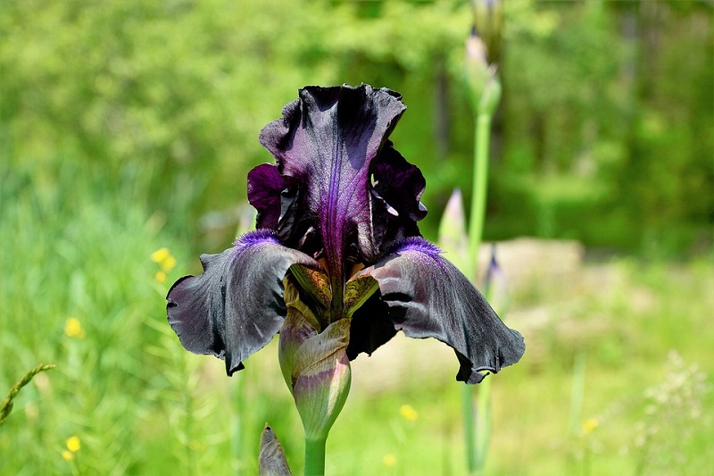 iris chrysographes