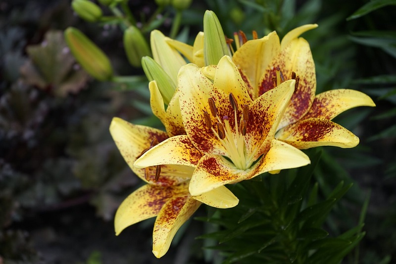 Asiatic Lilies