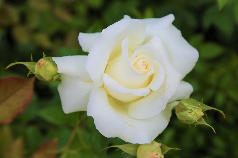 White Roses