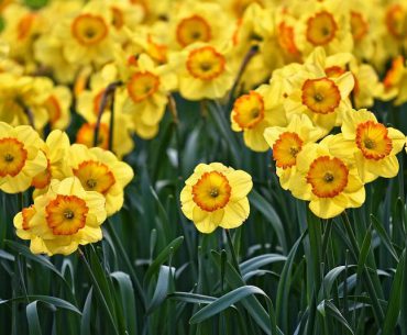 How to Care for Spring Flowers