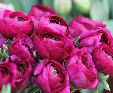 Peony Meaning and History